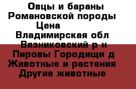 Овцы и бараны Романовской породы › Цена ­ 5 000 - Владимирская обл., Вязниковский р-н, Пировы-Городищи д. Животные и растения » Другие животные   